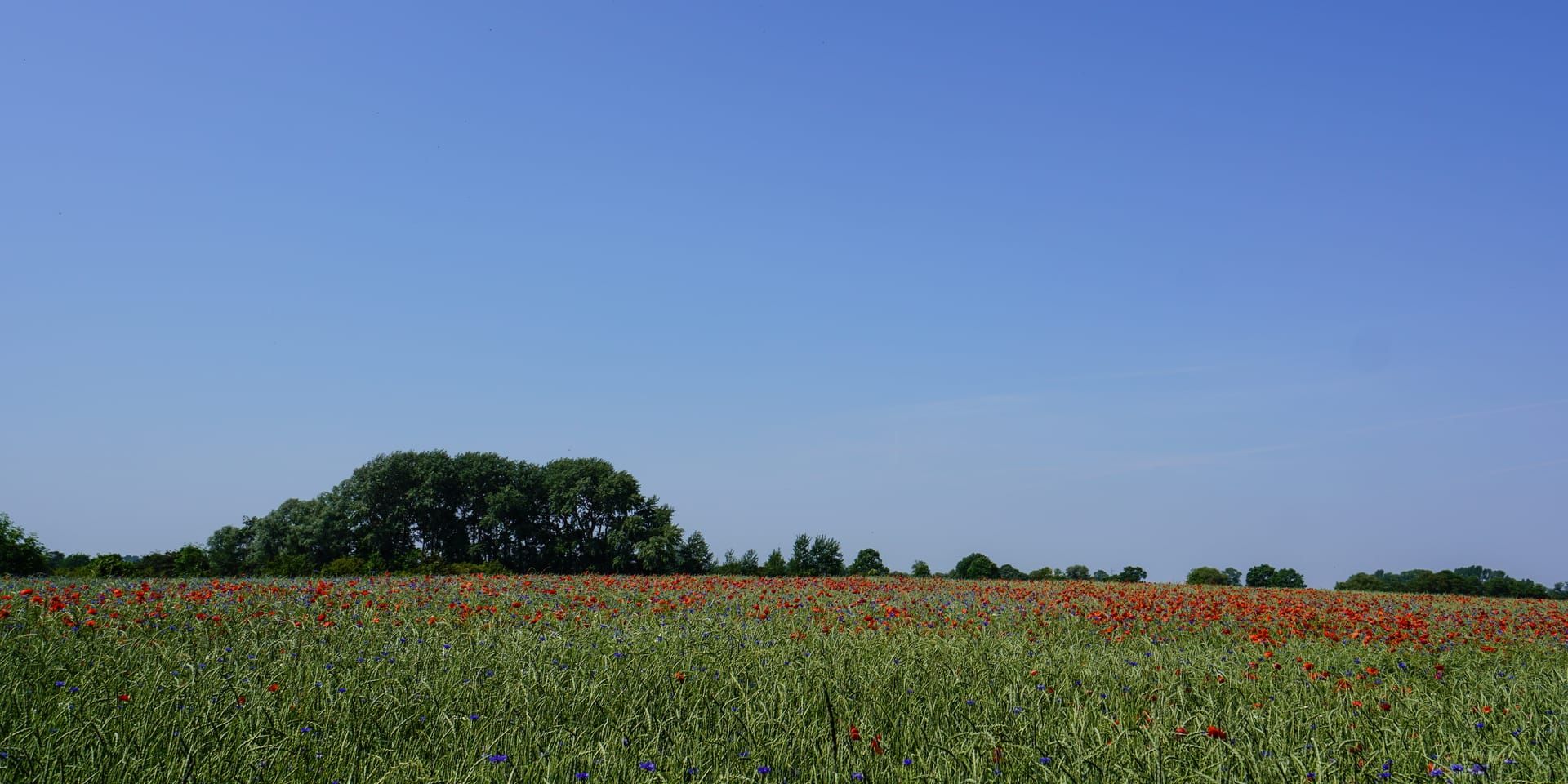 Blumenwiese